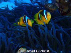 A pair of Anemone Fish from the Red Sea. by David Gilchrist 